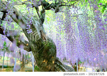 The wisteria trellis in full bloom at Senzai Farm, which emits a refreshing scent, in Usa City, Oita Prefecture 102287326