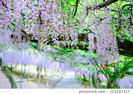 The wisteria trellis in full bloom at Senzai Farm, which emits a refreshing scent, in Usa City, Oita Prefecture 102287327