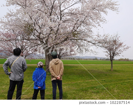 Parent and child looking at the cherry tree (back view) 102287514