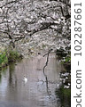 A mute swan taking a leisurely stroll along a spring stream with cherry blossoms in full bloom 102287661