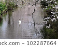 A mute swan taking a leisurely walk on the cherry-colored water surface 102287664