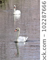 Two mute swans taking a leisurely walk on the cherry-colored water surface 102287666