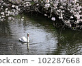A mute swan taking a leisurely stroll along a cherry blossom spring stream 102287668