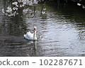 A mute swan taking a leisurely stroll along a cherry blossom spring stream 102287671