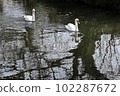 Two mute swans taking a leisurely stroll along a spring stream 102287672
