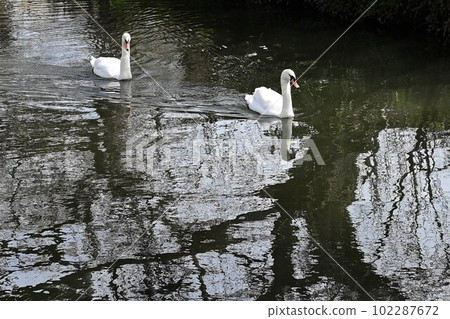Two mute swans taking a leisurely stroll along a spring stream Two mute swans taking a leisurely stroll along a spring stream 102287672