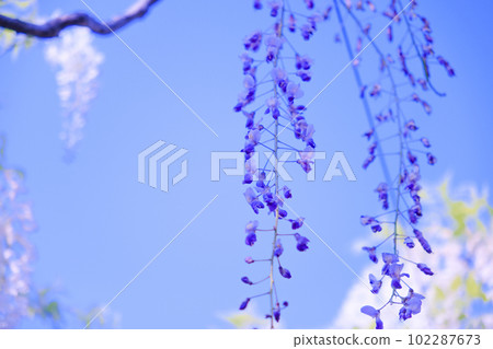 A wisteria trellis in full bloom and a blue sky that gives off a refreshing scent Usa City, Oita Prefecture 102287673