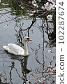 A mute swan taking a leisurely stroll along a blooming spring stream 102287674