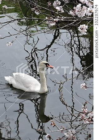 A mute swan taking a leisurely stroll along a blooming spring stream A mute swan taking a leisurely stroll along a blooming spring stream 102287674