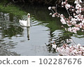 A mute swan taking a leisurely stroll along a cherry blossom spring stream 102287676
