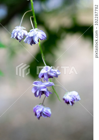 Wisteria in full bloom with a refreshing scent in Usa City, Oita Prefecture 102287782