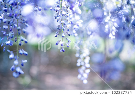 Wisteria in full bloom with a refreshing scent in Usa City, Oita Prefecture 102287784