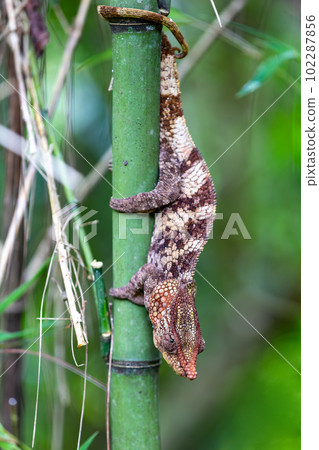 Short-horned chameleon, Calumma brevicorne, Andasibe-Mantadia National Park, Madagascar wildlife 102287856