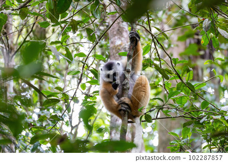 Lemur Diademed Sifaka, Propithecus diadema, Madagascar wildlife 102287857