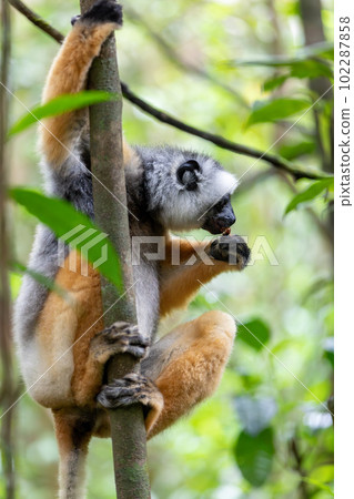 Lemur Diademed Sifaka, Propithecus diadema, Madagascar wildlife 102287858