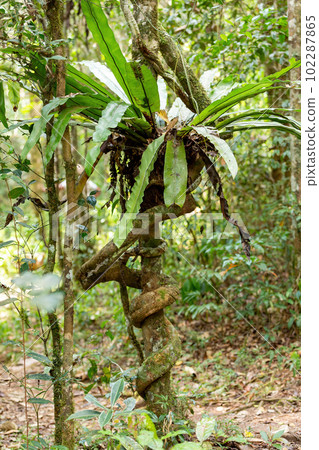 The lush foliage of Madagascar's Mantadia rainforest The lush foliage of Madagascar's Mantadia rainforest 102287865