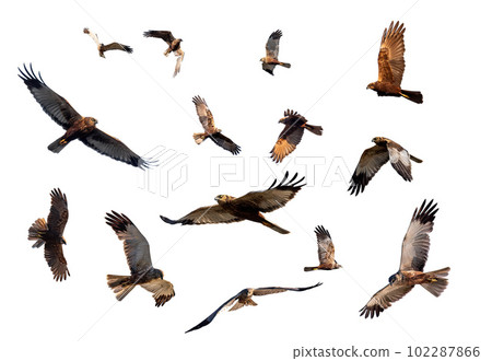 Marsh Harrier, Birds of prey, Europe Wildlife isolated on white 102287866