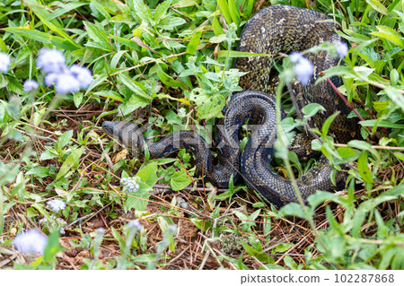 Malagasy Tree Boa, Sanzinia Madagascariensis, Ranomafana National Park, Madagascar Malagasy Tree Boa, Sanzinia Madagascariensis, Ranomafana National Park, Madagascar 102287868
