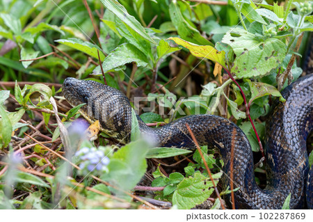 Malagasy Tree Boa, Sanzinia Madagascariensis, Ranomafana National Park, Madagascar 102287869