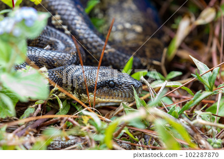 Malagasy Tree Boa, Sanzinia Madagascariensis, Ranomafana National Park, Madagascar Malagasy Tree Boa, Sanzinia Madagascariensis, Ranomafana National Park, Madagascar 102287870