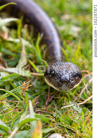 Malagasy Tree Boa, Sanzinia Madagascariensis, Ranomafana National Park, Madagascar 102287871