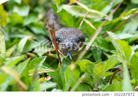 Malagasy Tree Boa, Sanzinia Madagascariensis, Ranomafana National Park, Madagascar 102287872