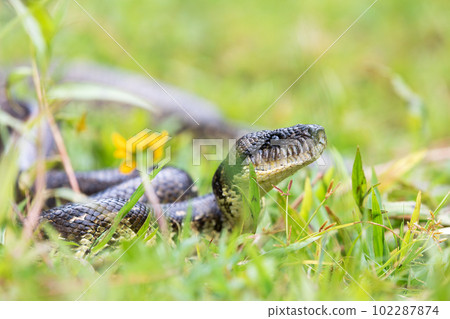 Malagasy Tree Boa, Sanzinia Madagascariensis, Ranomafana National Park, Madagascar Malagasy Tree Boa, Sanzinia Madagascariensis, Ranomafana National Park, Madagascar 102287874