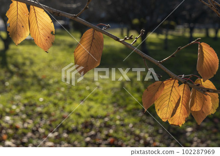 櫻花枯葉逆光的透射光風景-3 102287969