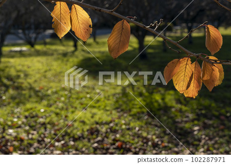 櫻花枯葉上帶背光的透射光風景-4 102287971