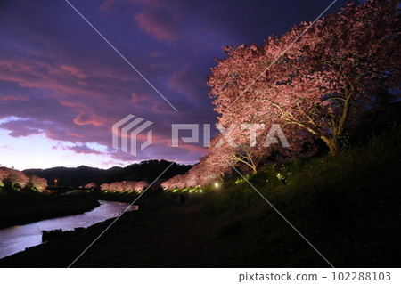 Shimogamo, Minamiizu-cho, Kamo-gun, Shizuoka Prefecture Minami no Sakura and Rape Blossom Festival Illumination of early-blooming Kawazu cherry trees along the Aono River 102288103