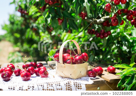 wicker basket filled with ripe cherries on table against background of cherry trees with cherry berries wicker basket filled with ripe cherries on table against background of cherry trees with cherry berries 102288805