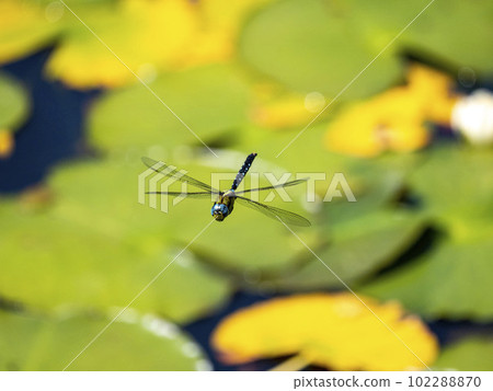 A male crossed yanma flying over a pond A male crossed yanma flying over a pond 102288870
