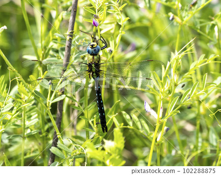 A male cross-jiginyanma eating a caught dragonfly perched on the grass 102288875