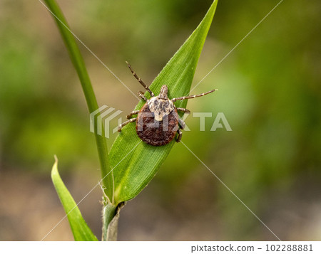 Greater aphid tick on a leaf 102288881