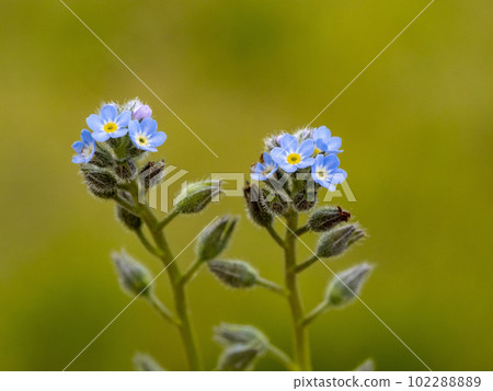 野原村崎的藍色花朵 102288889
