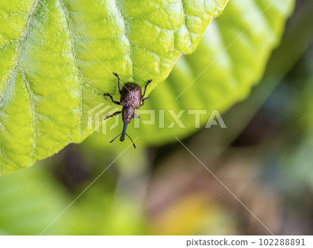 Momo waistcoat that flew to loquat leaf 102288891