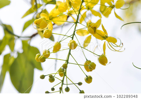 Golden shower , Cassia fistula or pudding pipe or LEGUMINOSAE CAESALPINIOIDEAE or Indian Laburnum or yellow flower 102289348