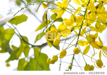 Golden shower , Cassia fistula or pudding pipe or LEGUMINOSAE CAESALPINIOIDEAE or Indian Laburnum or yellow flower Golden shower , Cassia fistula or pudding pipe or LEGUMINOSAE CAESALPINIOIDEAE or Indian Laburnum or yellow flower 102289349
