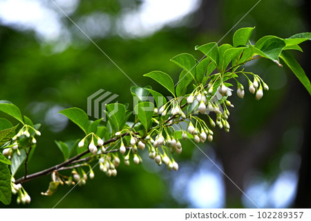 Styrax bud 102289357