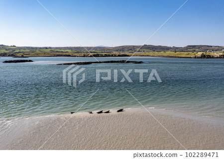Seals swimming and and resting at Gweebarra bay - County Donegal, Ireland 102289471
