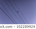 a lonely bird sits on the falls 102289924