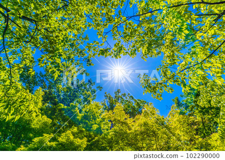 Yokohama cityscape in Japan Green day. Fresh green and eco. Liberation from the corona wreck is progressing, and can we see a new future? 102290000