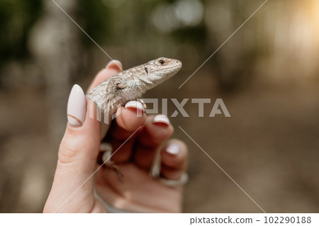 Tail of lizard in female hands.Beautiful reptile.Exotic tropical animals concept 102290188