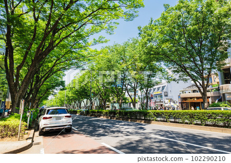 東京新鮮的綠色表參道 102290210