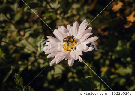Close-up view of honey bee on daisy flower in garden. Insect collecting pollen Close-up view of honey bee on daisy flower in garden. Insect collecting pollen 102290243