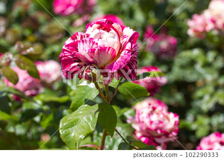 Bicolor shrub roses growing in botanical garden, rosarium flowerbed. Lots of pink and white spotted roses in bloom in summer or spring yard. Beautiful fragrant striped buds, petals among green foliage Bicolor shrub roses growing in botanical garden, rosarium flowerbed. Lots of pink and white spotted roses in bloom in summer or spring yard. Beautiful fragrant striped buds, petals among green foliage 102290333