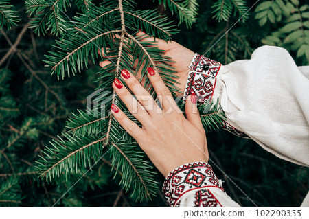 Woman's hand in embroidered ukrainian dress touching spruce branch in forest Woman's hand in embroidered ukrainian dress touching spruce branch in forest 102290355