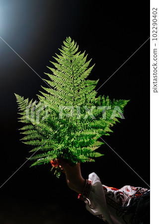 Beautiful Sword Fern in female hand on night backdrop. Nephrolepis exaltata. Beautiful Sword Fern in female hand on night backdrop. Nephrolepis exaltata. 102290402