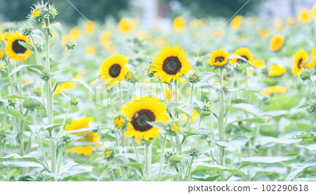 開花在向日葵領域的向日葵 開花在向日葵領域的向日葵 102290618