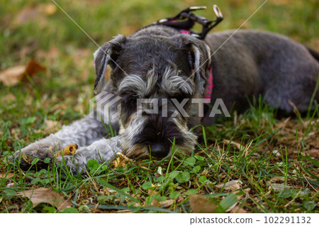 A sad puppy Zwergschnauzer is lying on a green lawn on nature in sunny day. Hunting, guarding dogs breed. A doggy outdoors. Canine domestic animal, pet in a park, forest. Walking a dog on a street. 102291132